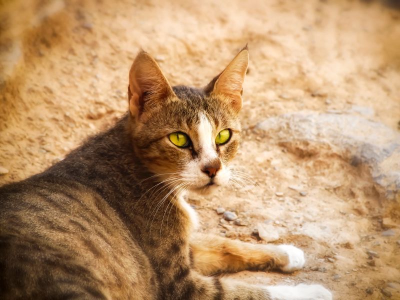 Spotted Arabian Mau