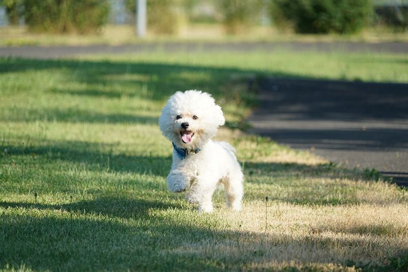 Bichon Frise: Cotton-Ball Companions With Heart
