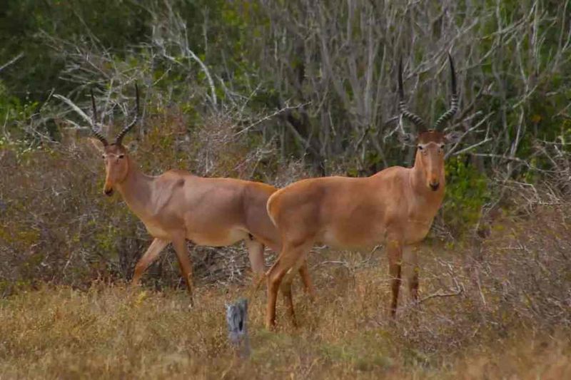 Impact Of Rinderpest Epidemic