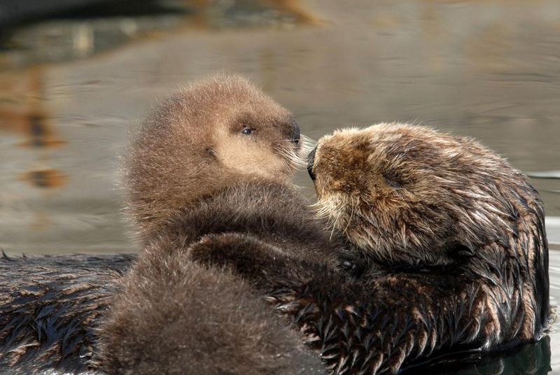 Fur Protection Laws