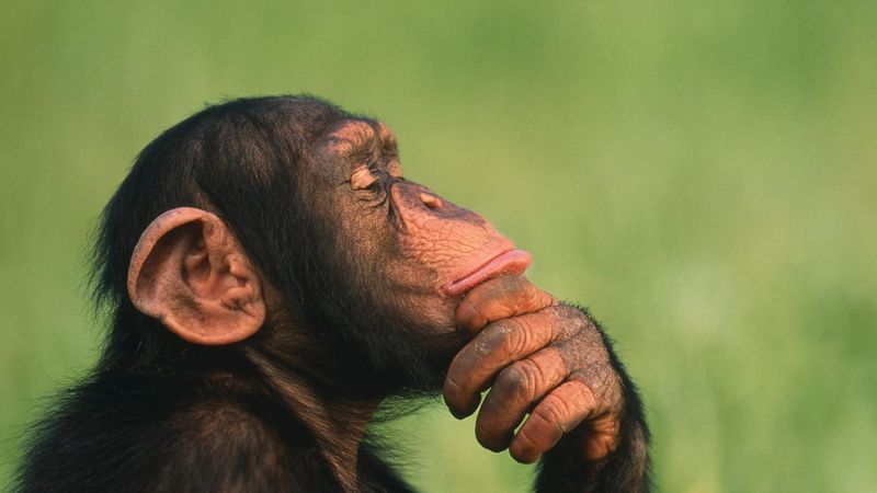 Chimpanzees' Spear Fishing Technique
