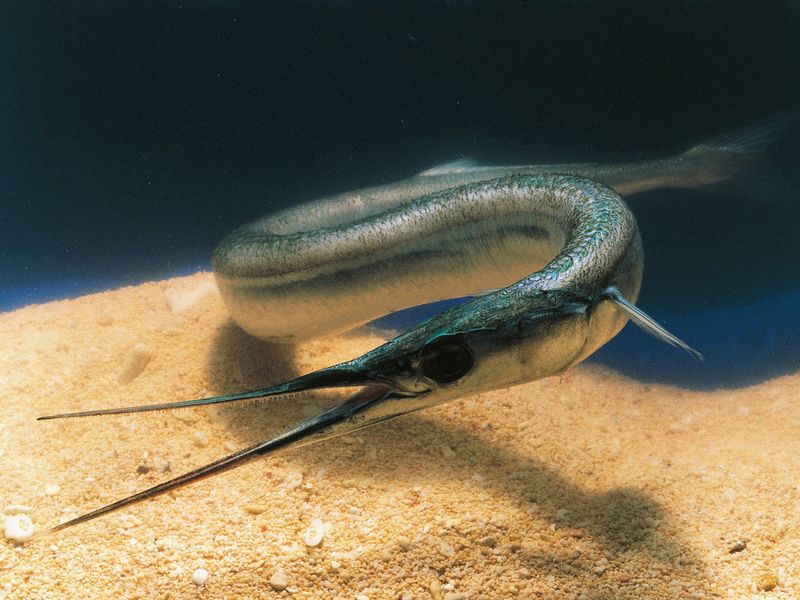 Needlefish