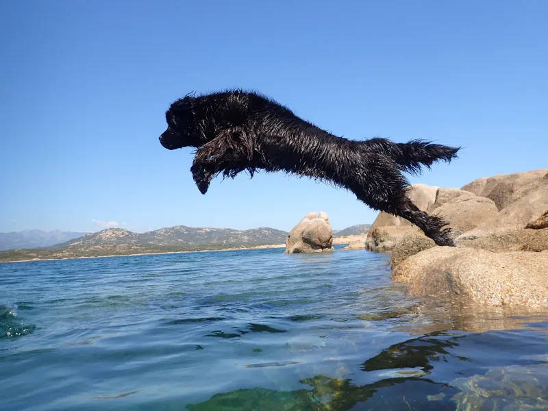 Newfoundland