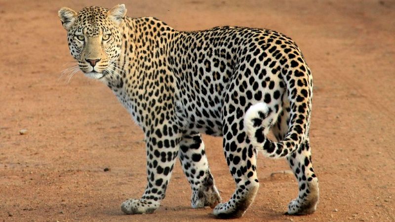 Call To Action For Conservation