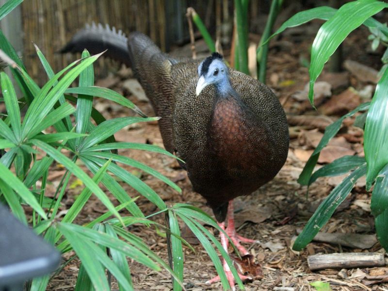 Great Argus: Nest Hidden Among Dense Leafy Undergrowth