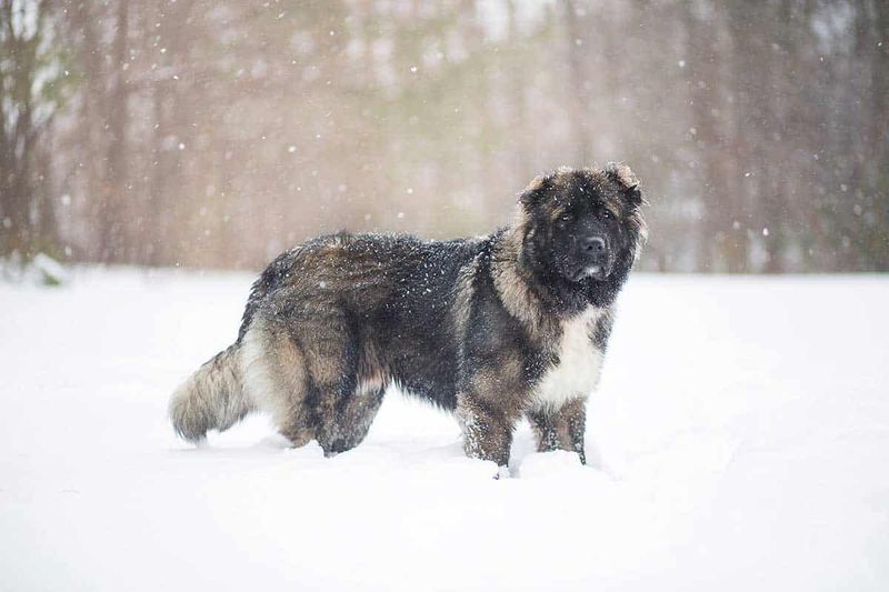 Mighty Caucasian Shepherd