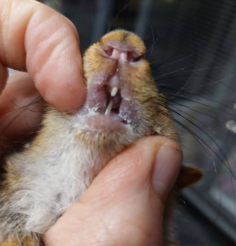 Dental Emergencies