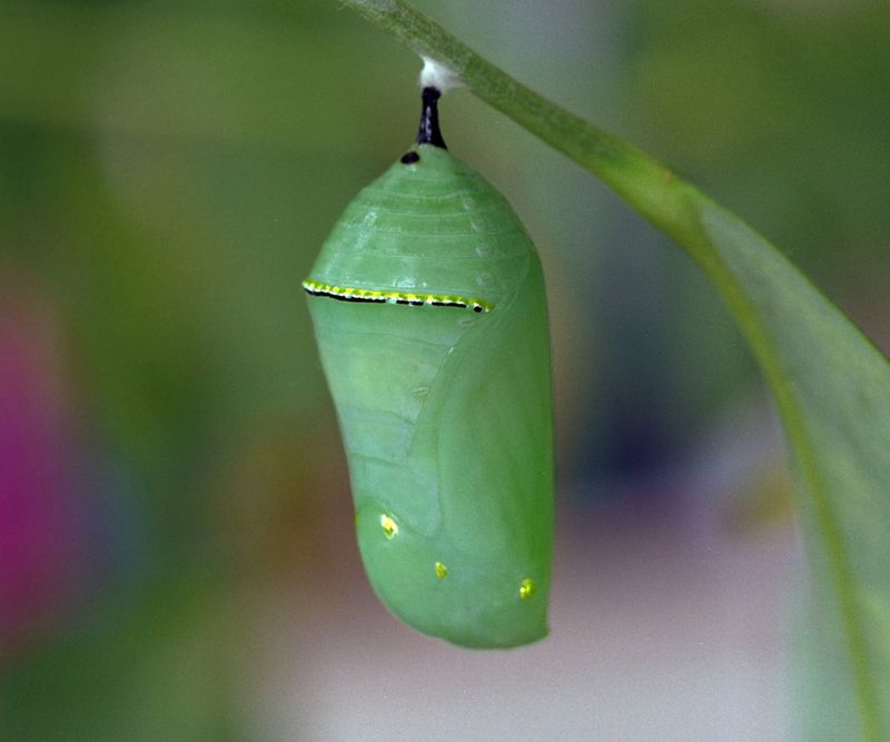 Chrysalis Formation: The Magic Shell