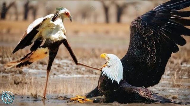 Tactical Hunting Techniques