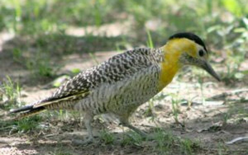 Global Wildlife Impact Uncovered