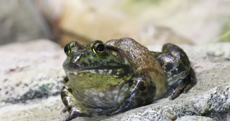 Why Bullfrogs Are So Hard To Control