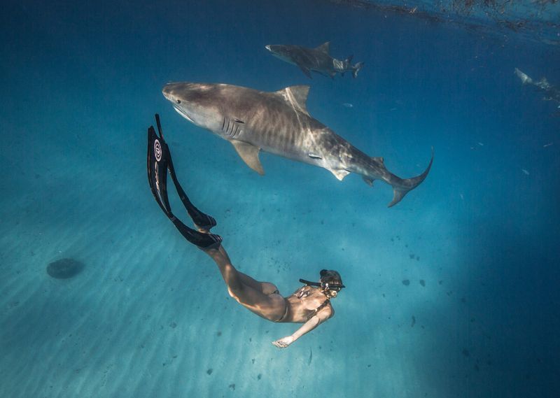 Everyone Has Power To Protect Sharks