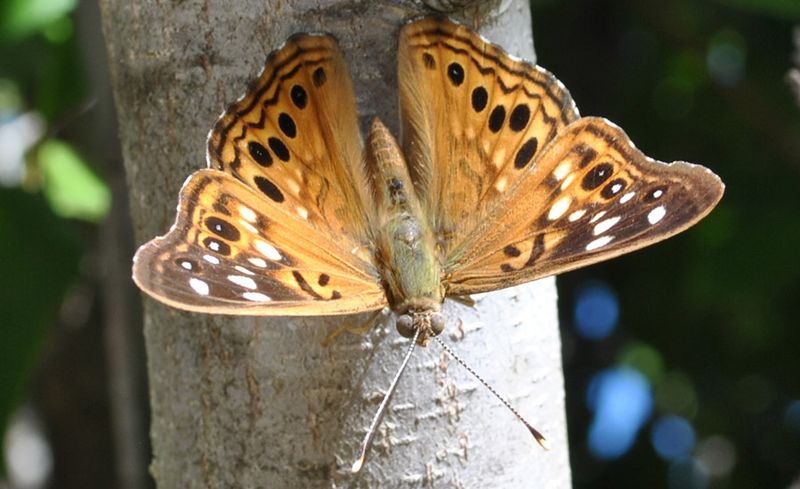 Rarely Seen On Flowers Or Nectar Sources