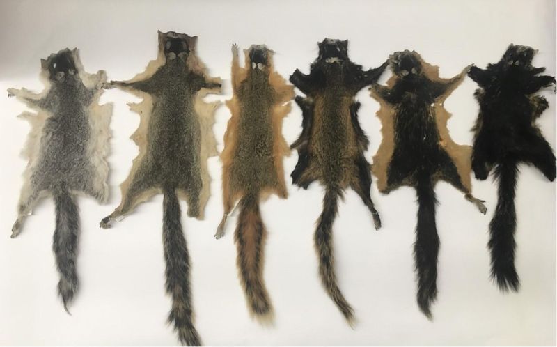 How Fur Color Influenced Predator-Prey Dynamics
