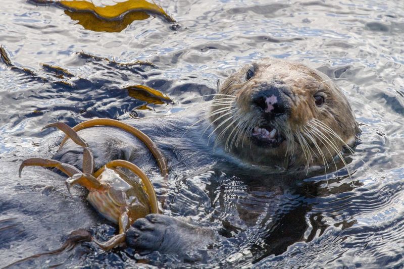 Sea Otter Teeth Are Prone To Wear