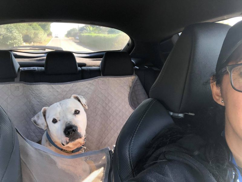 Teaching Car Travel Manners