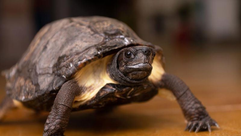 Reptiles' Slow But Effective Recovery
