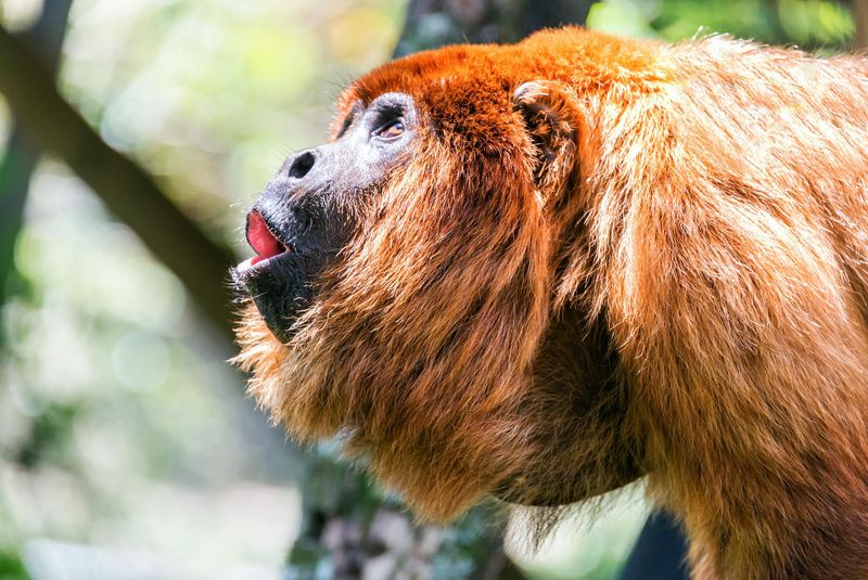 Howler Monkey: Vocal Strategists