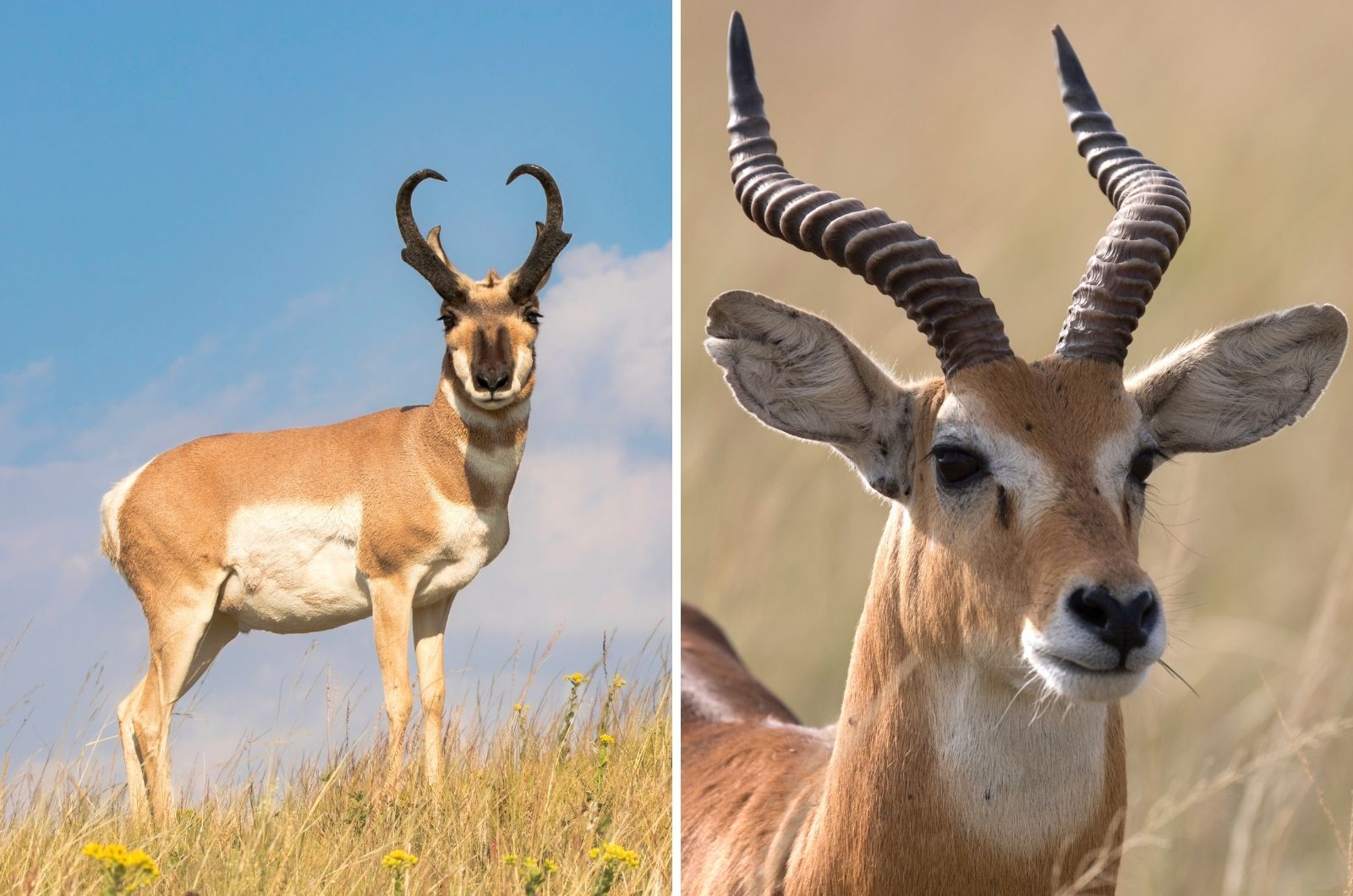 Pronghorn And African Antelope