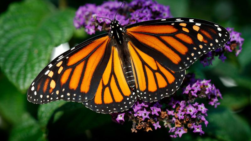Declining Populations