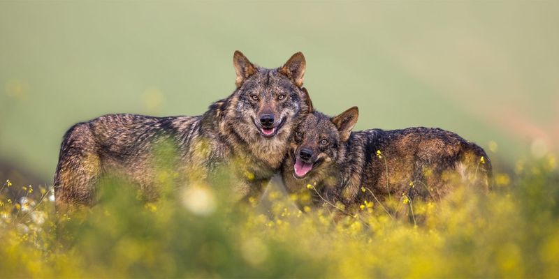 Decline Of Traditional Hunting Pressure