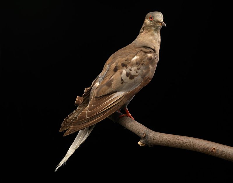 Their Story Still Inspires Modern Conservation