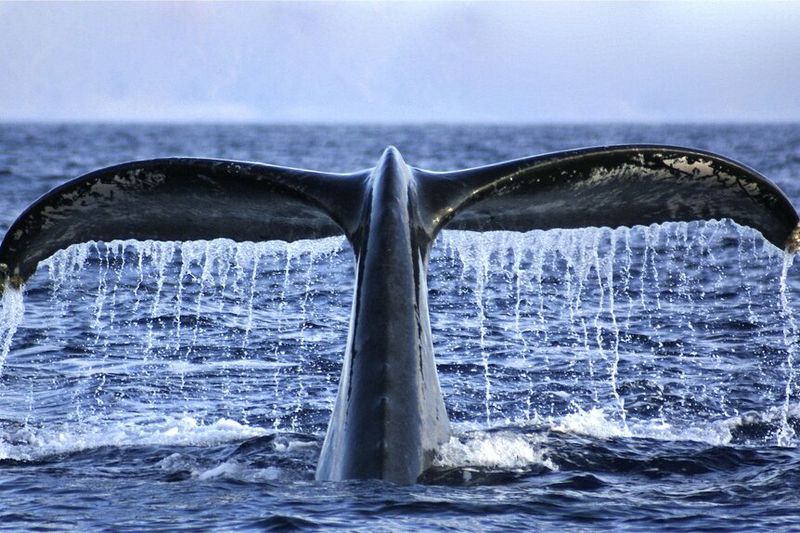 A Key Discovery In Understanding Whale Evolution From Land To Sea