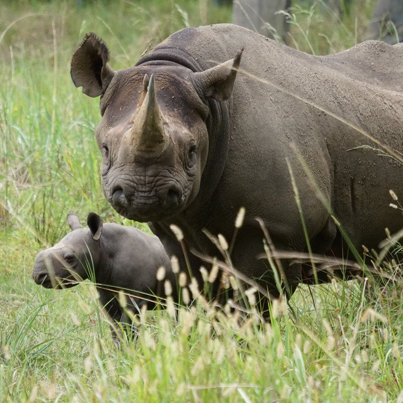 Black Rhinoceros