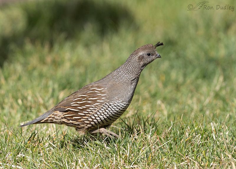 Quail's Ground-Dwelling Elegance