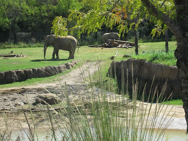 Ethical Considerations In Elephant Exhibits