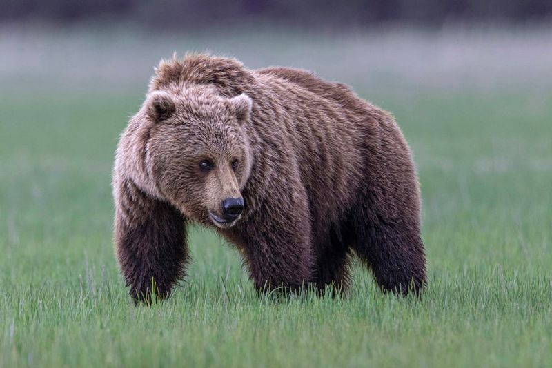 The National Park Service And U.S. Fish & Wildlife Get Involved