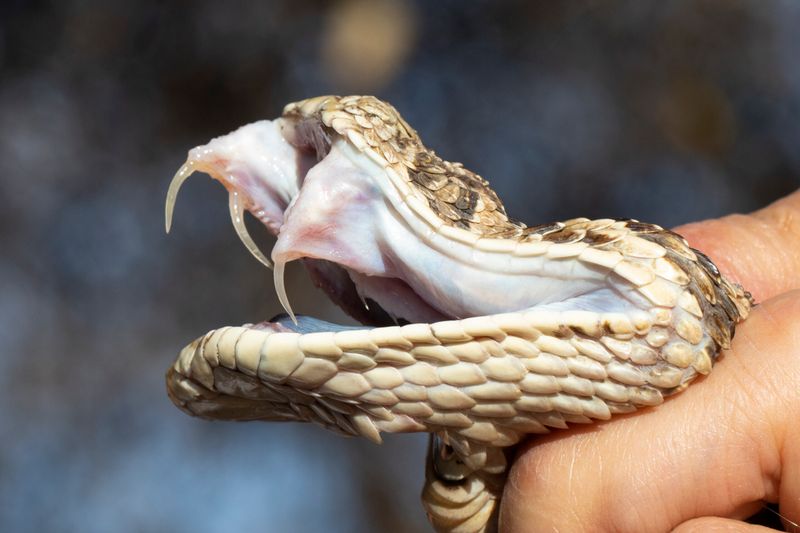 Puff Adder