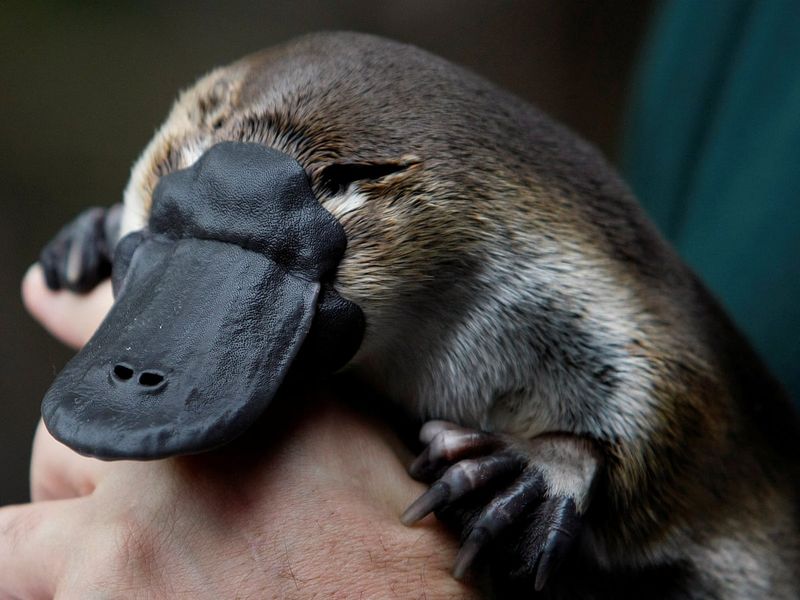 Venomous Mammals