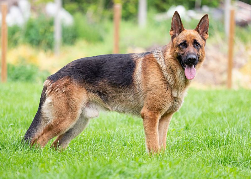 German Shepherds – Sloped Backs Lead To Pain