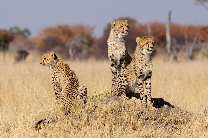 Cheetah: Speed Champion