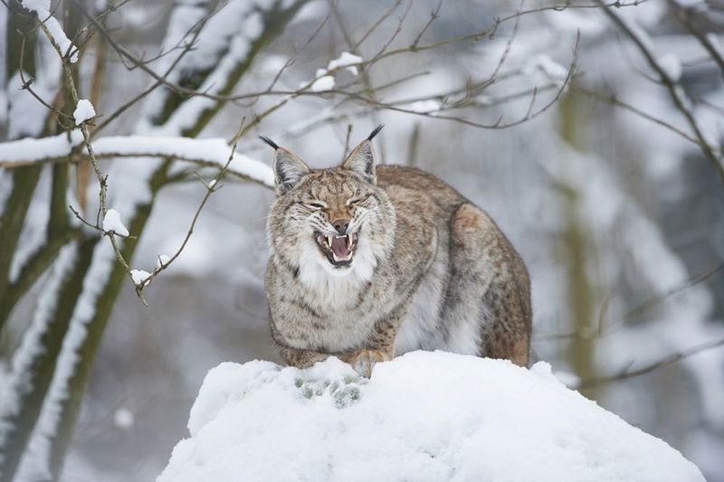 Eurasian Lynx's Haunting Wails