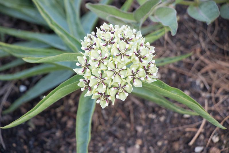 Antelope Horns Milkweed (Asclepias Asperula)
