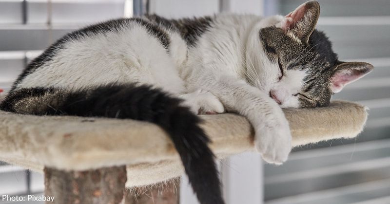 Sleeping In Vulnerable Positions Near You