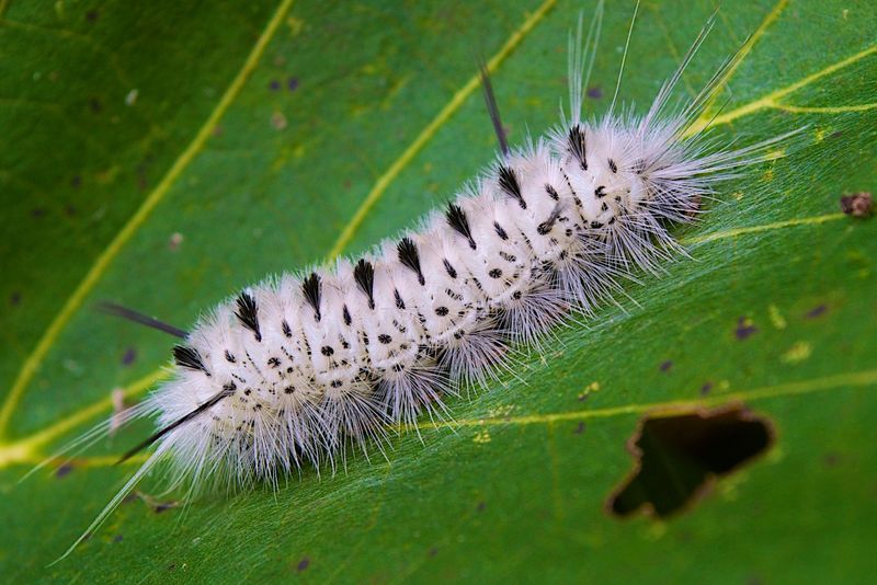 Hickory Tussock Moth Caterpillar