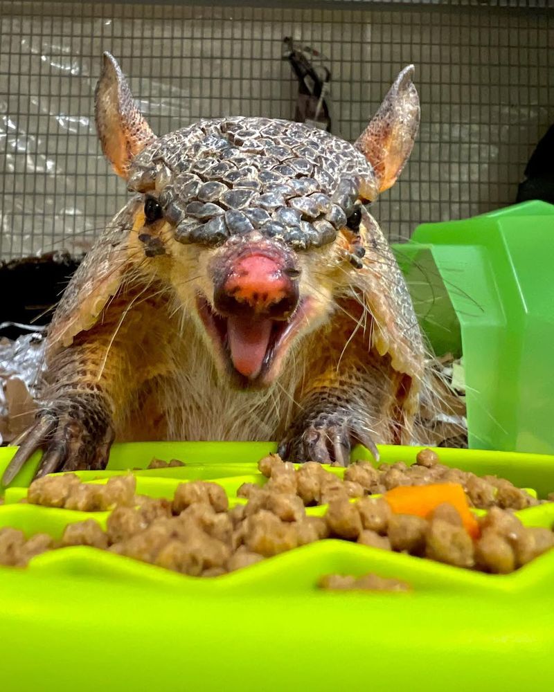 Screaming Hairy Armadillo