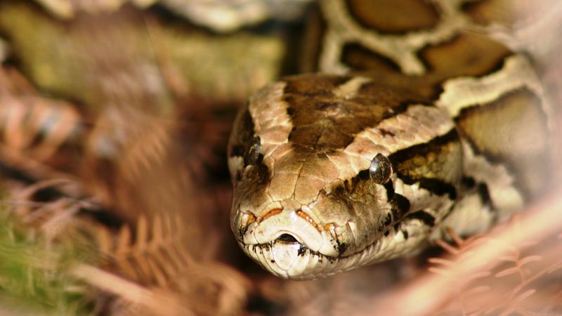 The Florida Python Challenge