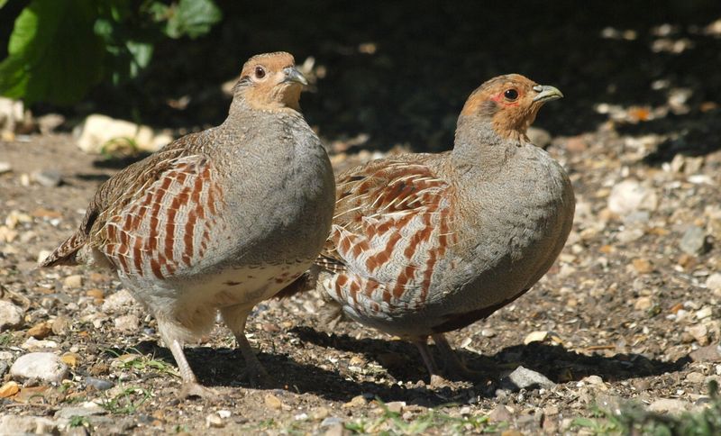 Partridge's Agricultural Heritage