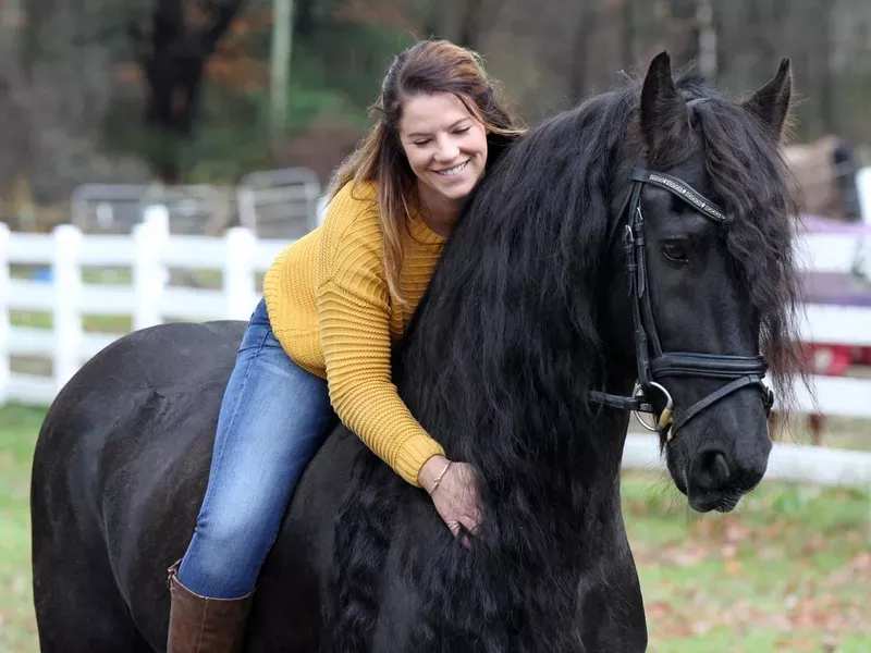 Friesian Horses
