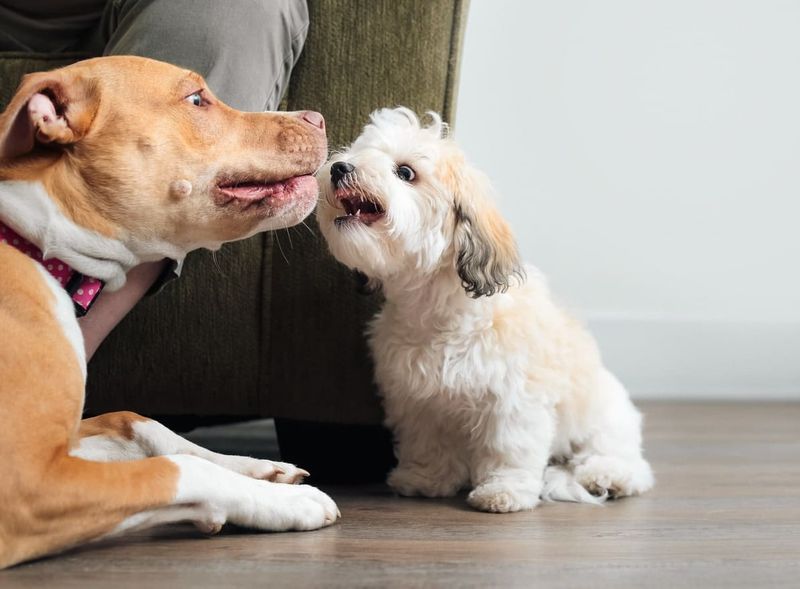 Playful Growls Communicate Boundaries