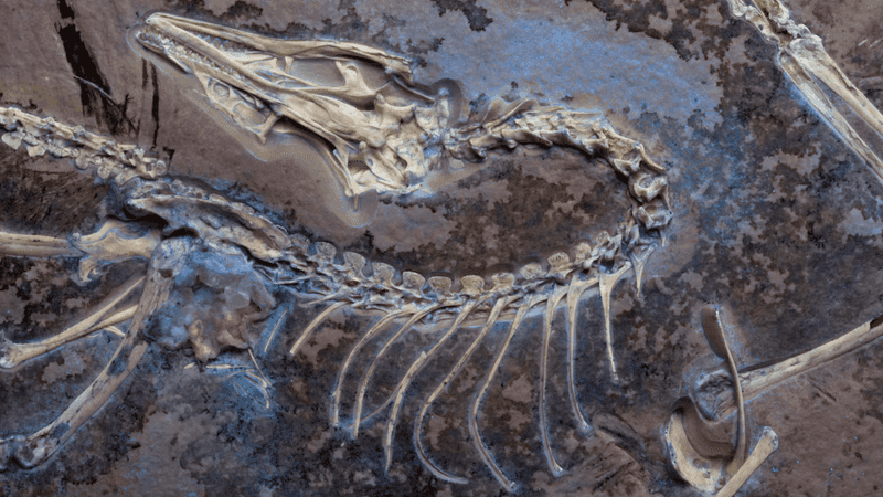 Seasonal Migration Routes Created Bone Accumulations