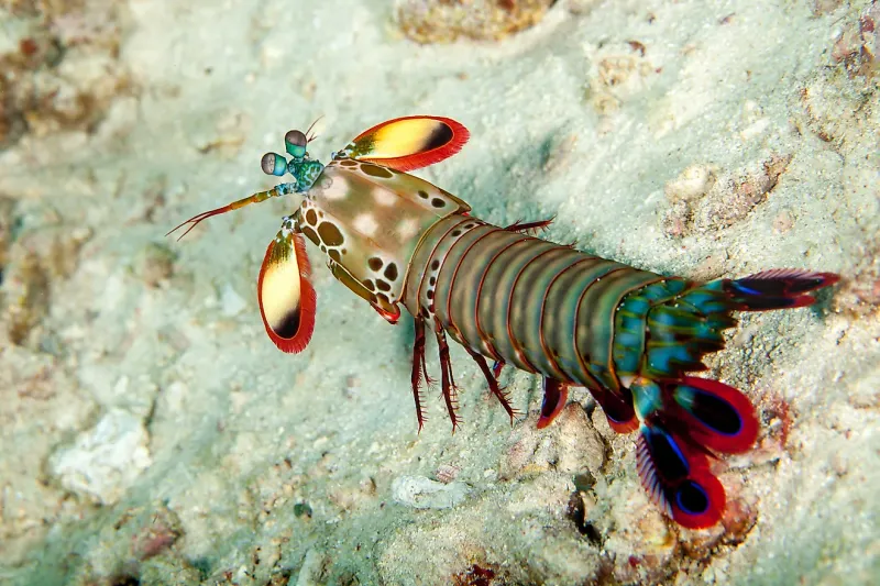 Mantis Shrimp
