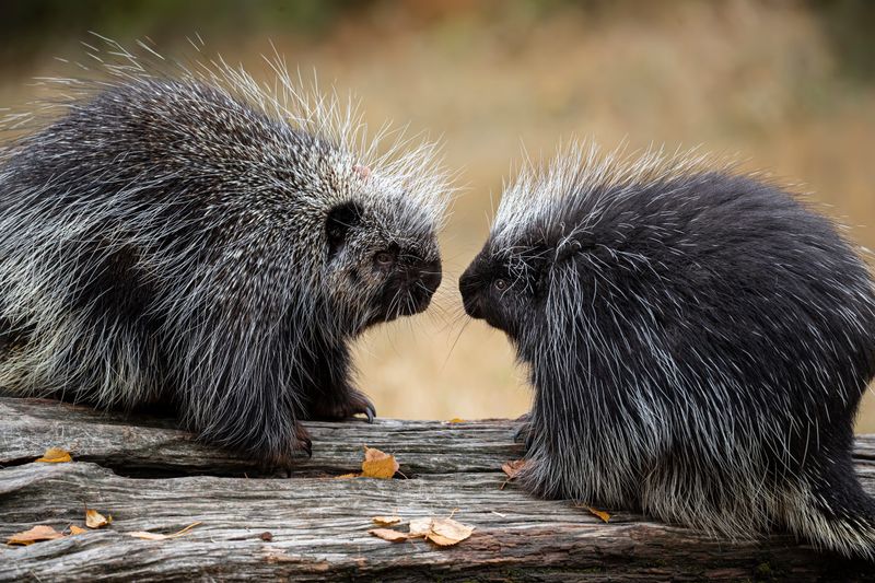 Porcupines