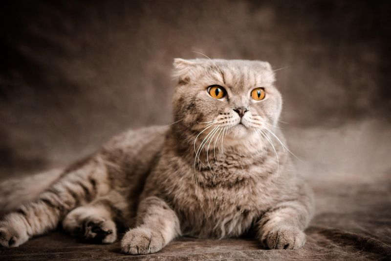 Scottish Fold: Owls In Cat Form