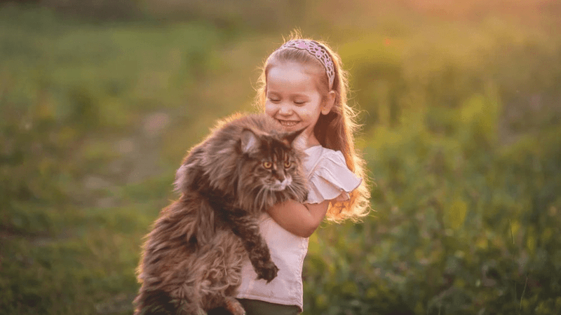 Maine Coon: Gentle Giants With Heart To Match