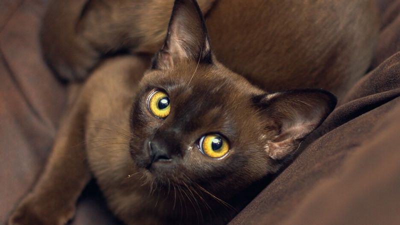 Burmese: Pocket-Sized Shadows